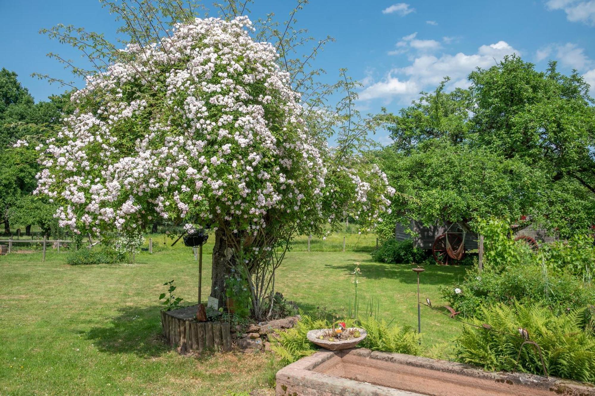 Roulotte Le Temps De Rever Bed and Breakfast Saint-Michel-sur-Meurthe Eksteriør billede