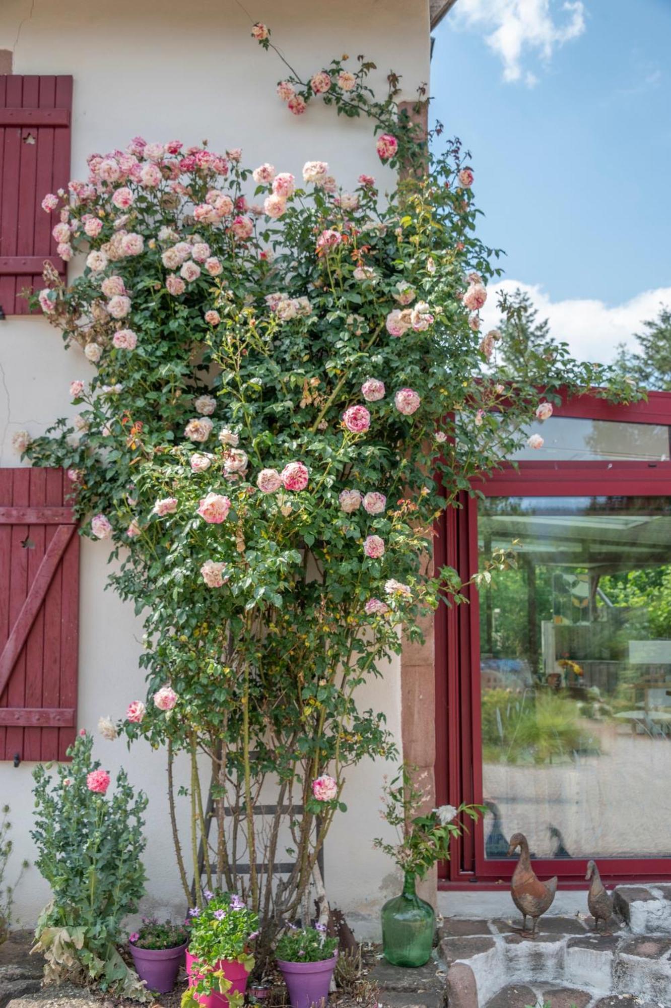 Roulotte Le Temps De Rever Bed and Breakfast Saint-Michel-sur-Meurthe Eksteriør billede